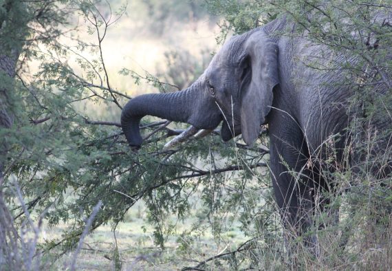 elephant-tanzania