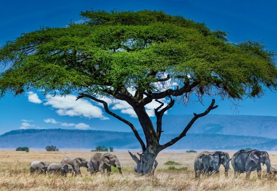A group of elephants under the big green tree in the wilderness