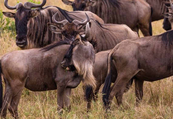 wildebeests-5797032_1280